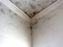 Best Real Estate Mold Inspection in Taft, TX